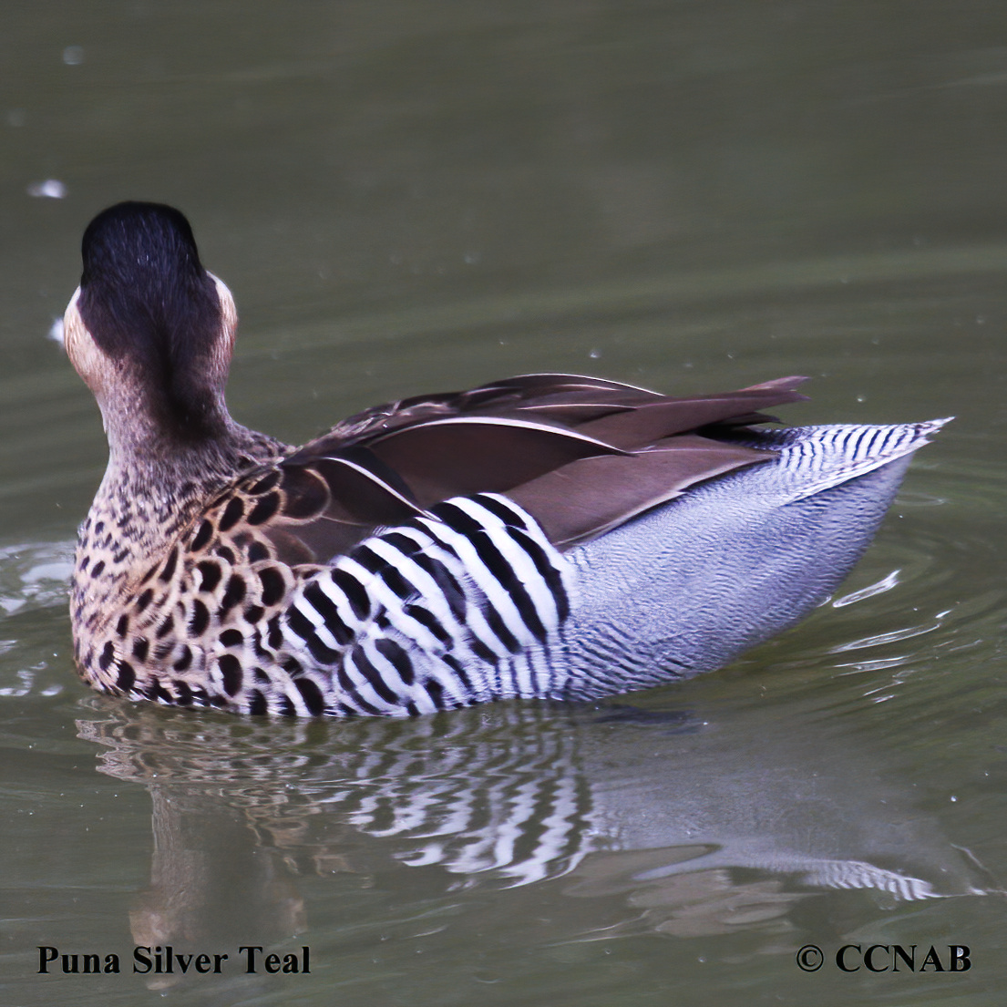 Silver Teal