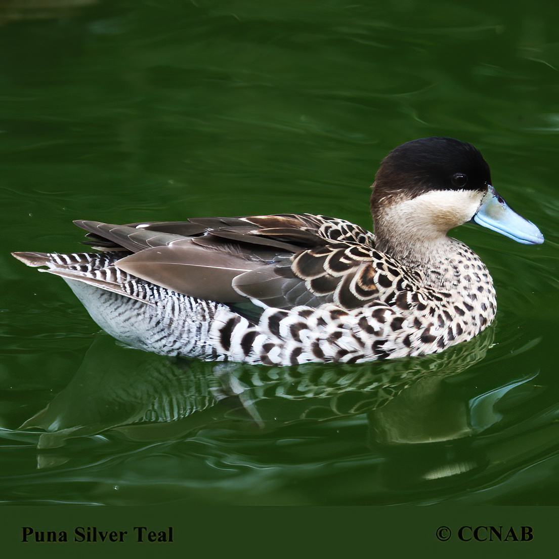 Silver Teal