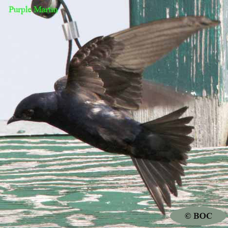 Birds of North America