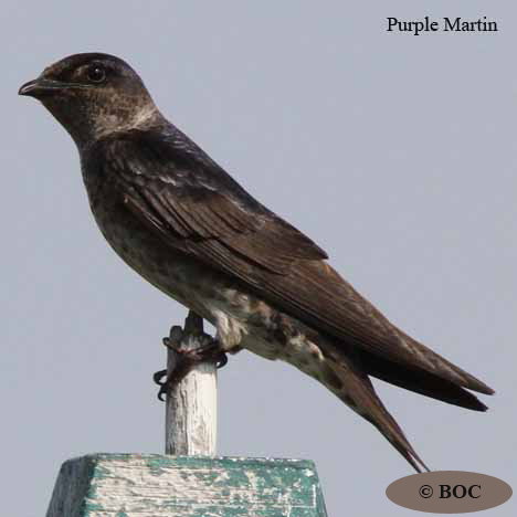 Birds of North America