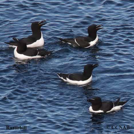 Birds of North America