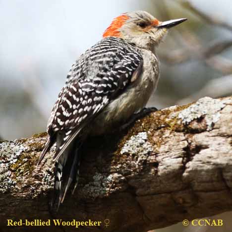 woodpeckers