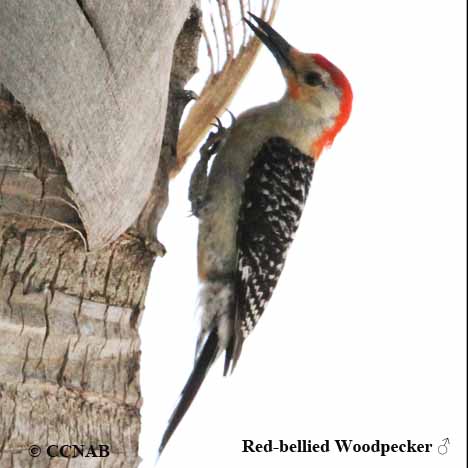 Birds of North America