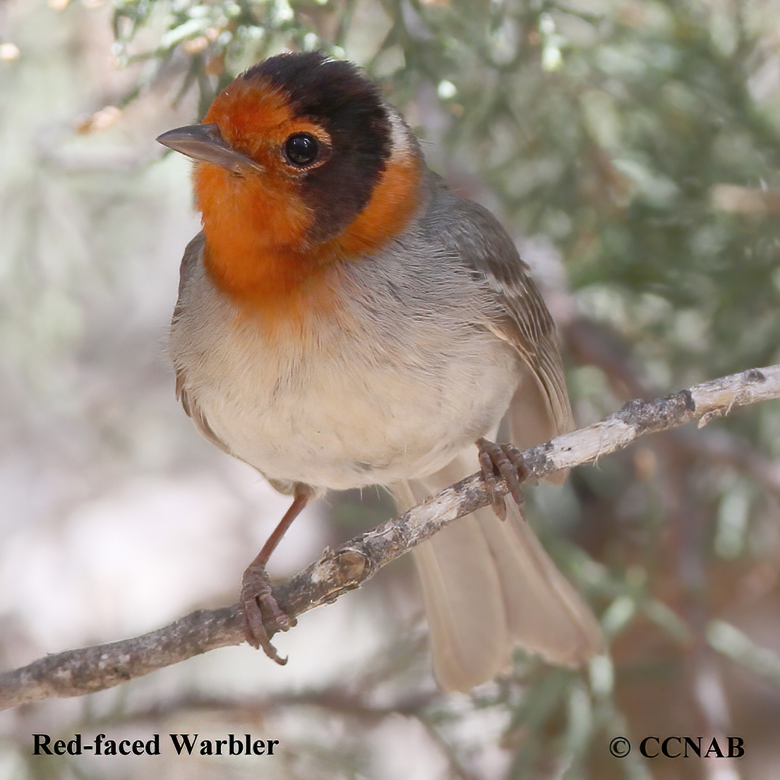 Birds of North America