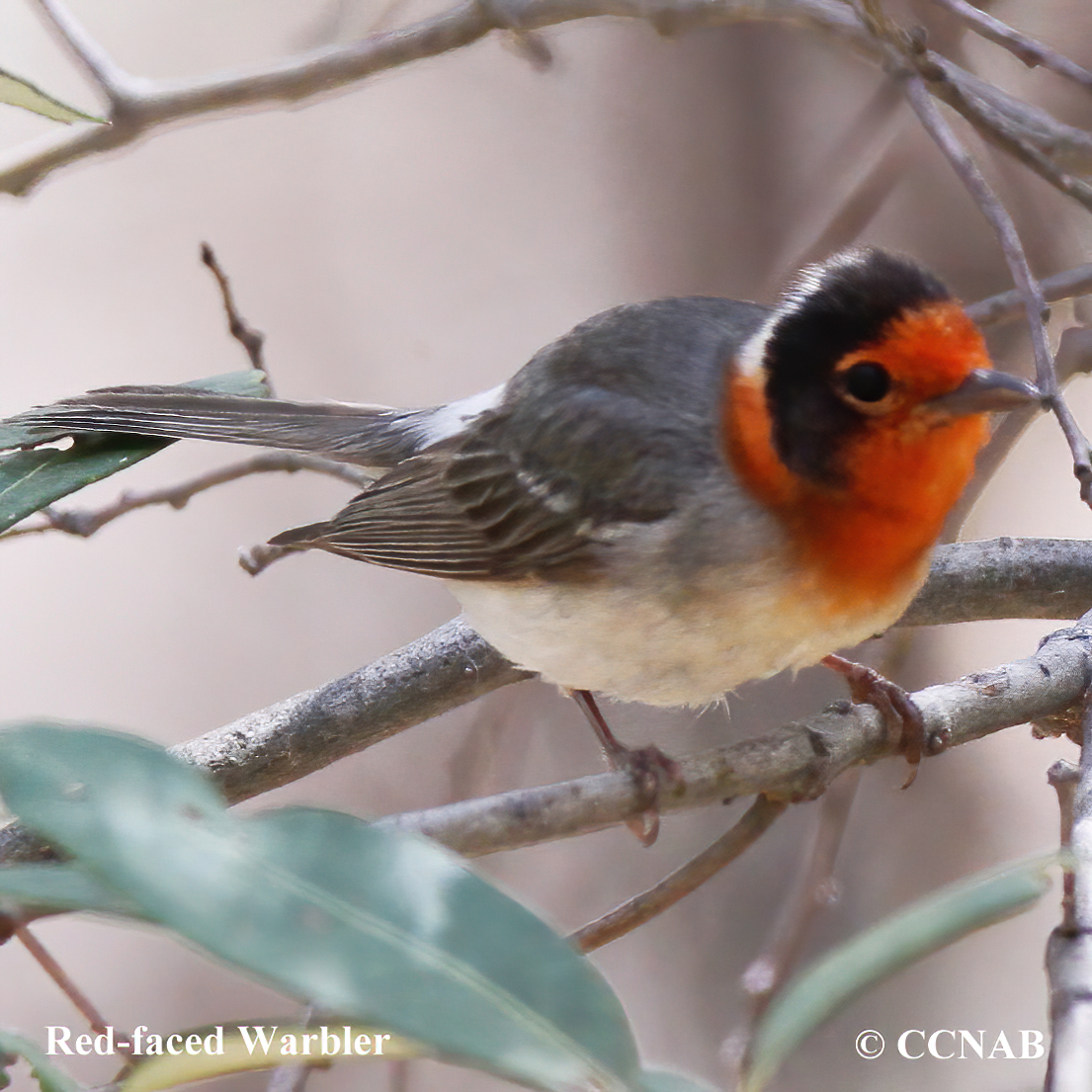 Birds of North America