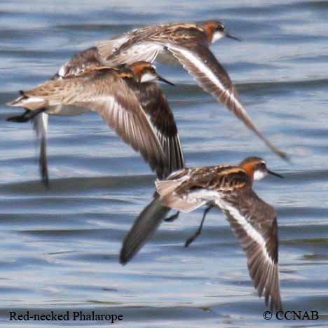 Birds of North America