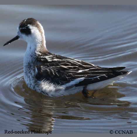 Birds of North America