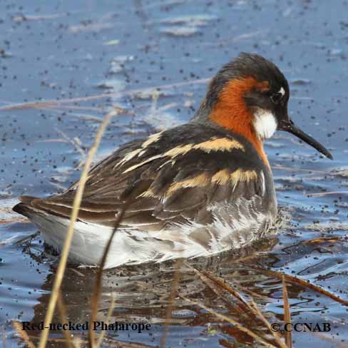 Birds of North America