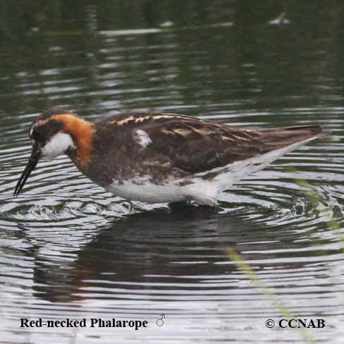 Birds of North America