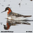 Red-necked Phalarope range map