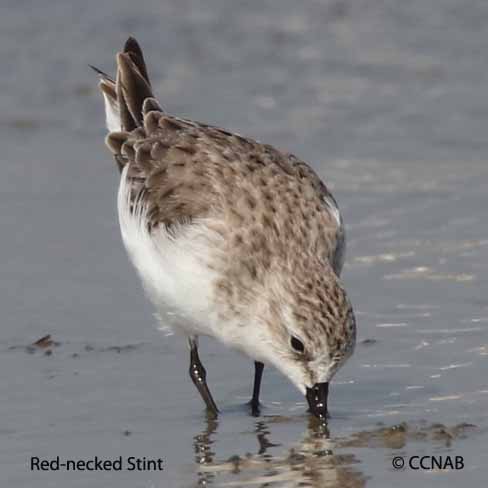 Birds of North America