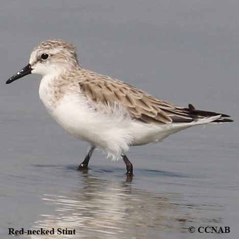 Birds of North America