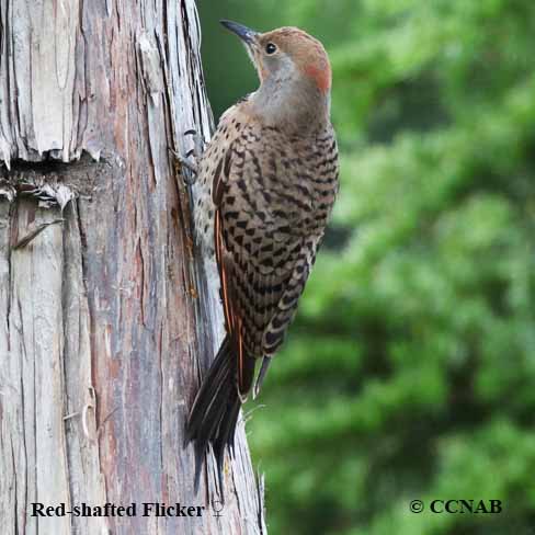 Birds of North America
