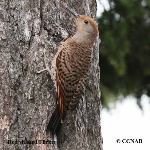Birds of North America