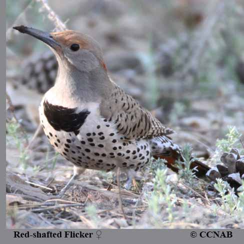Birds of North America
