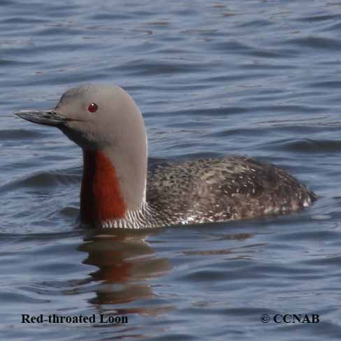 Red-throated Loon