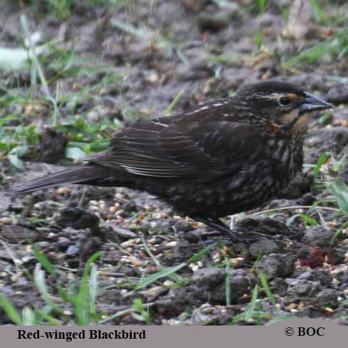 Birds of North America