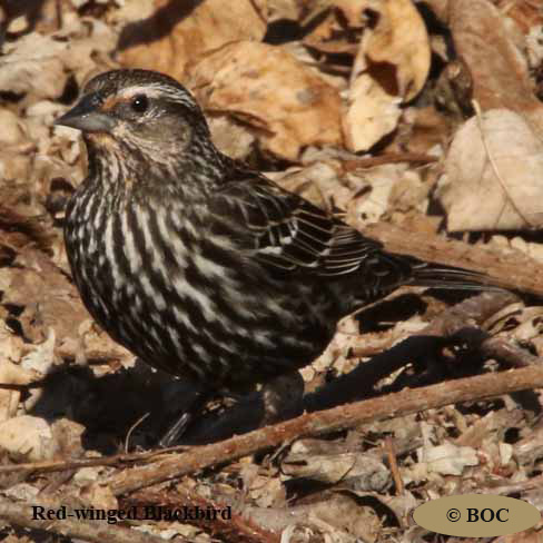Birds of North America