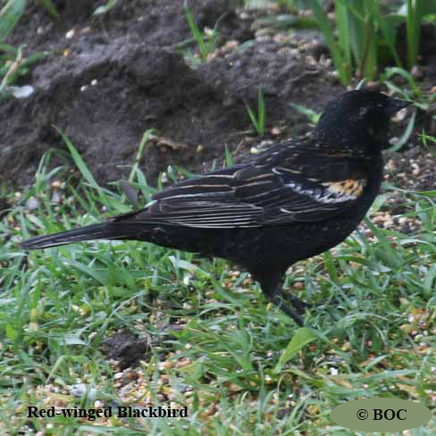 Birds of North America