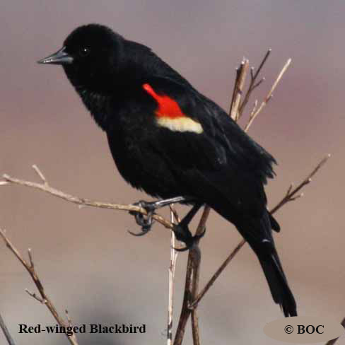 Birds of North America