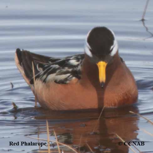 Birds of North America