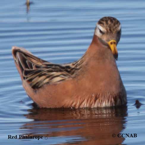 Birds of North America