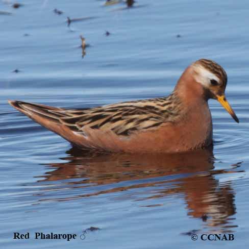 Birds of North America