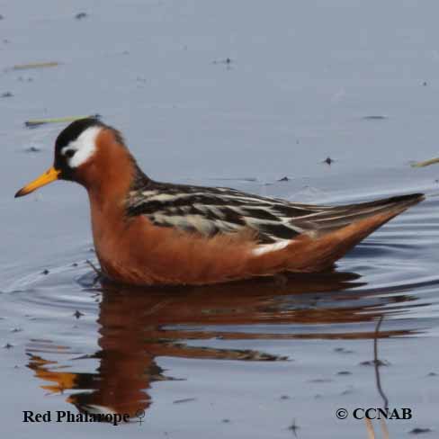 Birds of North America