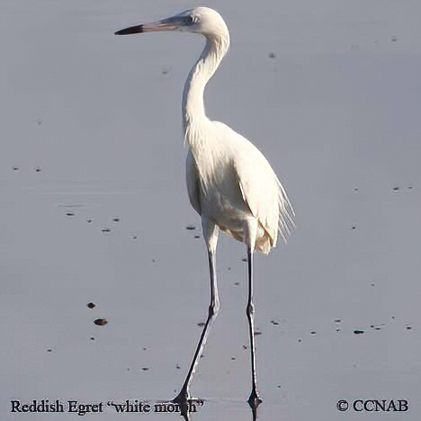 Birds of North America