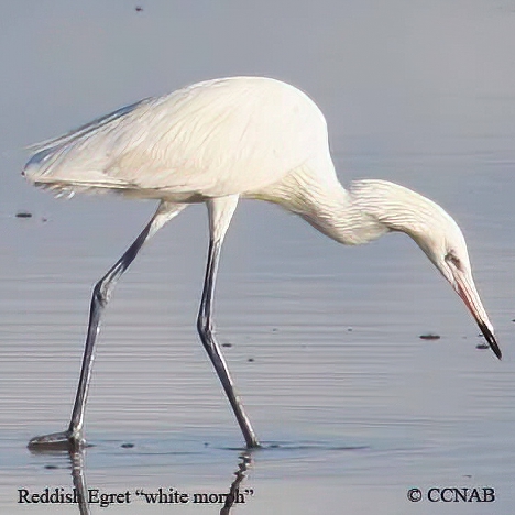 Birds of North America
