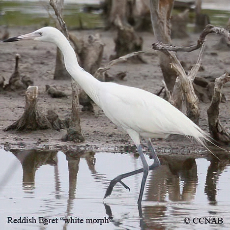 Birds of North America