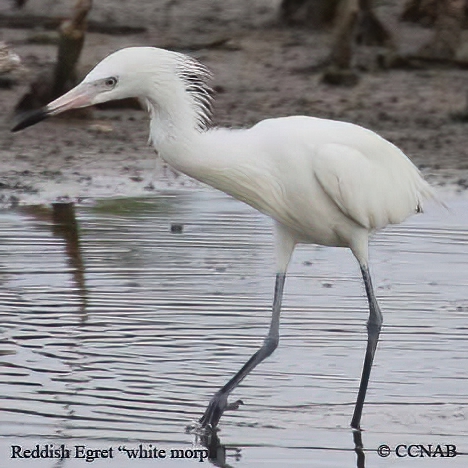 Reddish Egret (White)