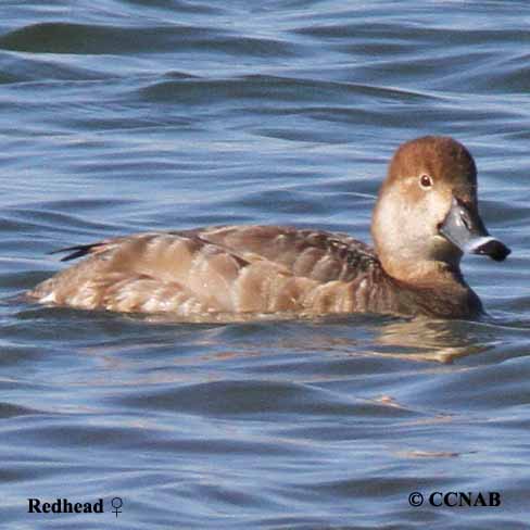 Birds of North America