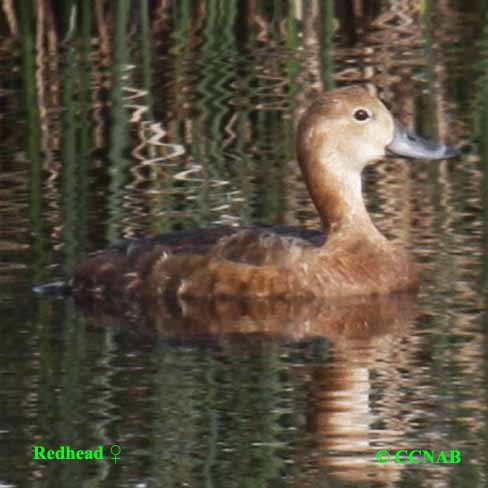 Birds of North America