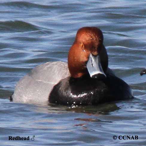 Birds of North America