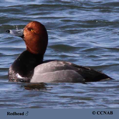 Birds of North America