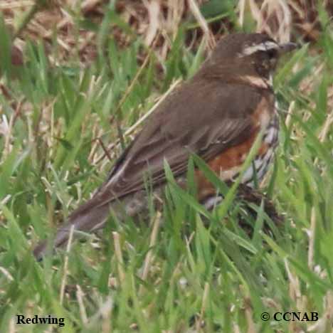 Birds of North America