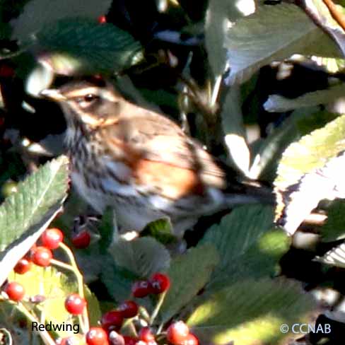 Birds of North America