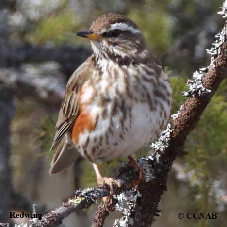 Birds of North America