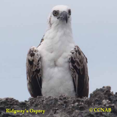 Birds of North America
