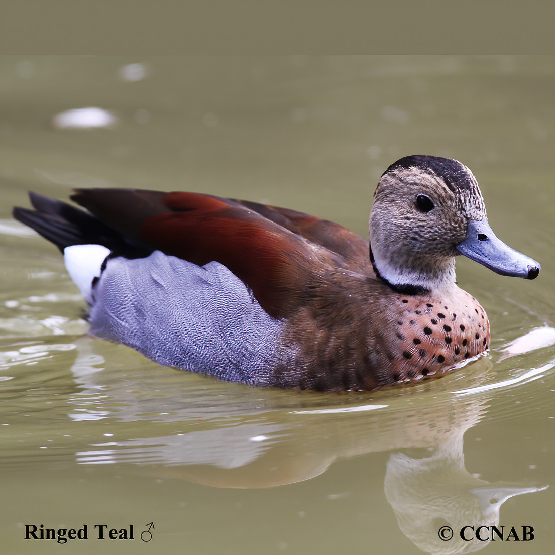 Ringed_Teal