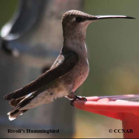 Birds of North America