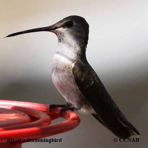 Birds of North America
