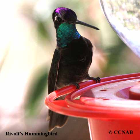 Birds of North America