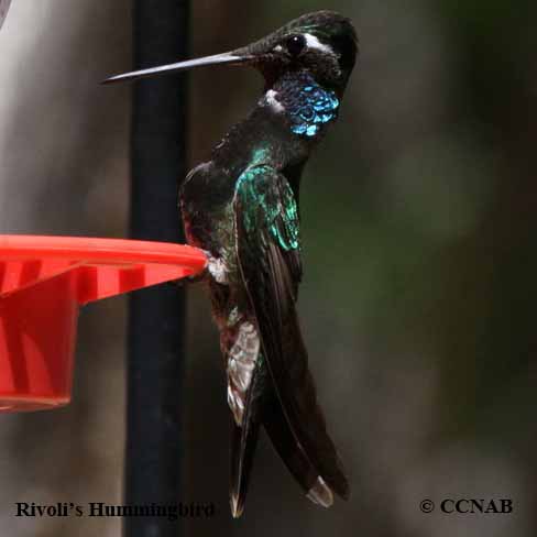 Birds of North America