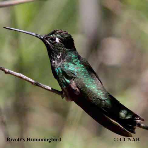 Birds of North America