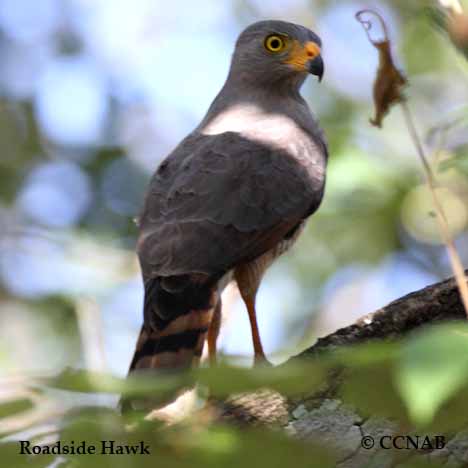 Birds of North America