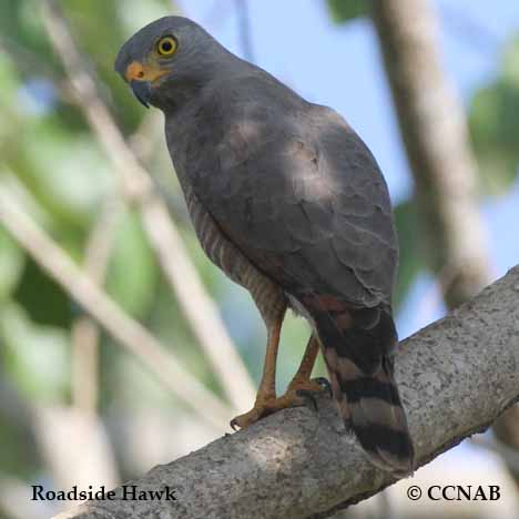Birds of North America
