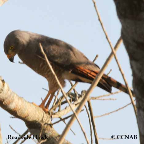 Birds of North America