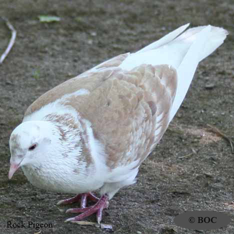 Birds of North America